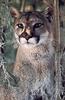 Cougar (Puma concolor) head
