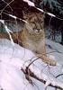 [Animal Art] Cougar (Puma concolor): WSWART23 - 