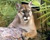 Florida Panther (Puma concolor coryi) sitting on log