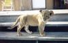 African lion (Panthera leo)  - Simba