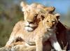 African lion (Panthera leo)  - mother and baby