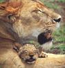 African lion (Panthera leo)  - lioness and cub