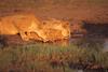 African lion (Panthera leo)  - lioness and cubs lapping water