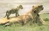 African lion (Panthera leo)  - lioness and kits