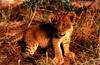 African lion (Panthera leo)  - cub