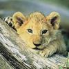 African lion (Panthera leo)  - cub face