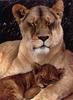 African lion (Panthera leo)  - mother and cub