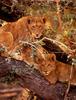 African lion (Panthera leo)  juveniles