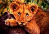 African lion (Panthera leo)  juvenile face
