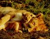 African lion (Panthera leo)  mother and cub