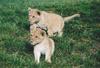 African lion (Panthera leo)  cubs