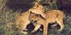 African lion (Panthera leo)  cubs