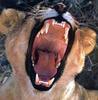 African lion (Panthera leo)  : lioness' big yawn