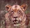 African lion (Panthera leo)  : lioness face