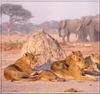 African lion (Panthera leo)  : lioness relaxing
