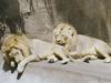 African lion (Panthera leo)  males