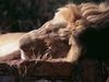 African lion (Panthera leo)  male sleeping