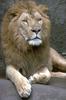 African lion (Panthera leo)  male head
