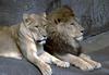 African lion (Panthera leo)  pair