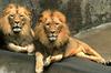 African lion (Panthera leo)  males