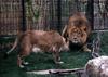 African lion (Panthera leo)  pair in cage