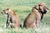 African lion (Panthera leo)  pair