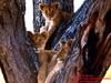 African lion (Panthera leo)  cubs on tree