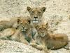African lion (Panthera leo)  mother and juveniles