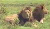 African lion (Panthera leo)  males sitting on grass
