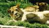 African lion (Panthera leo)  family