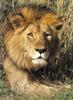 African lion (Panthera leo)  male in bush