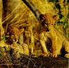 African lion (Panthera leo)  two cubs