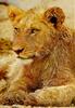 African lion (Panthera leo)  portrait