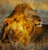 African lion (Panthera leo)  two males