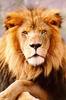 African lion (Panthera leo)  male portrait