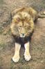 African lion (Panthera leo)  male