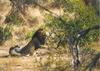 African lion (Panthera leo) : lions in bush