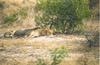 African lion (Panthera leo) : lions in bush