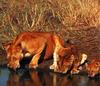 African lion (Panthera leo)  mother and cubs lapping water