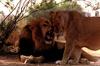 African lion (Panthera leo)  sweet pair