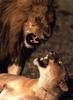 African lion (Panthera leo)  mating pair