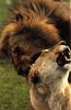 African lion (Panthera leo)  mating pair