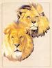 [Animal Art] African lion (Panthera leo)  - Barbara Keith: 'Pair Of Kings'