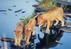 African lion (Panthera leo)  family crossing river