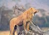African lion (Panthera leo)  male roaring