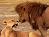 African lion (Panthera leo)  and lioness
