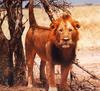 African lion (Panthera leo)  male