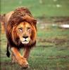 African lion (Panthera leo)  male pacing