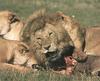 African lion (Panthera leo)  dinner