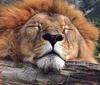 African lion (Panthera leo)  sleeping male head